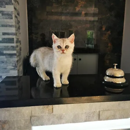 Homestay Doftana Tesila
